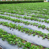 FILM Grade-ZB105-PBAT Resin with Modifications for Mulch Film Application