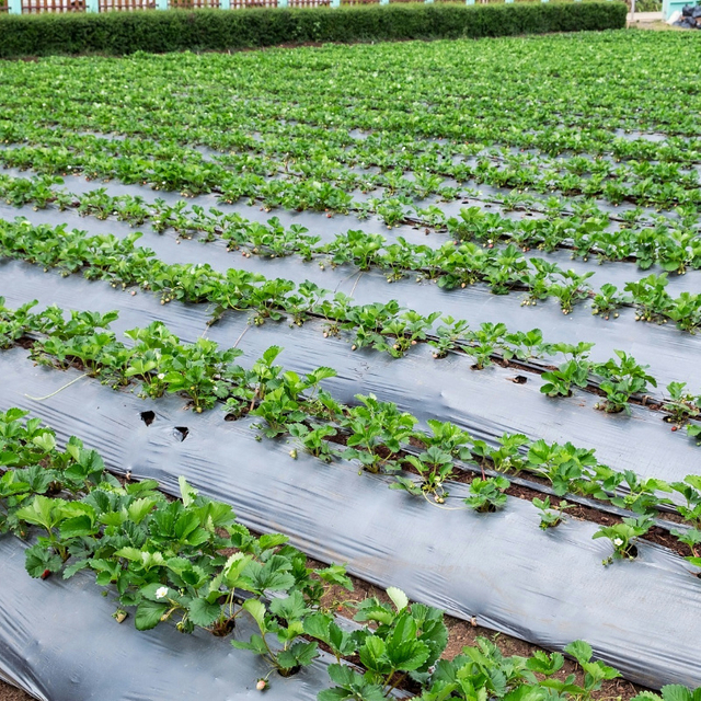 FILM Grade-ZB105-PBAT Resin with Modifications for Mulch Film Application